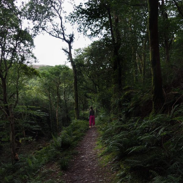 Ynyshir Restaurant & Rooms