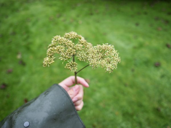 The Botanist Gin